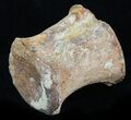 Well Preserved Hadrosaur Caudal Vertebrae - Texas #31723-1